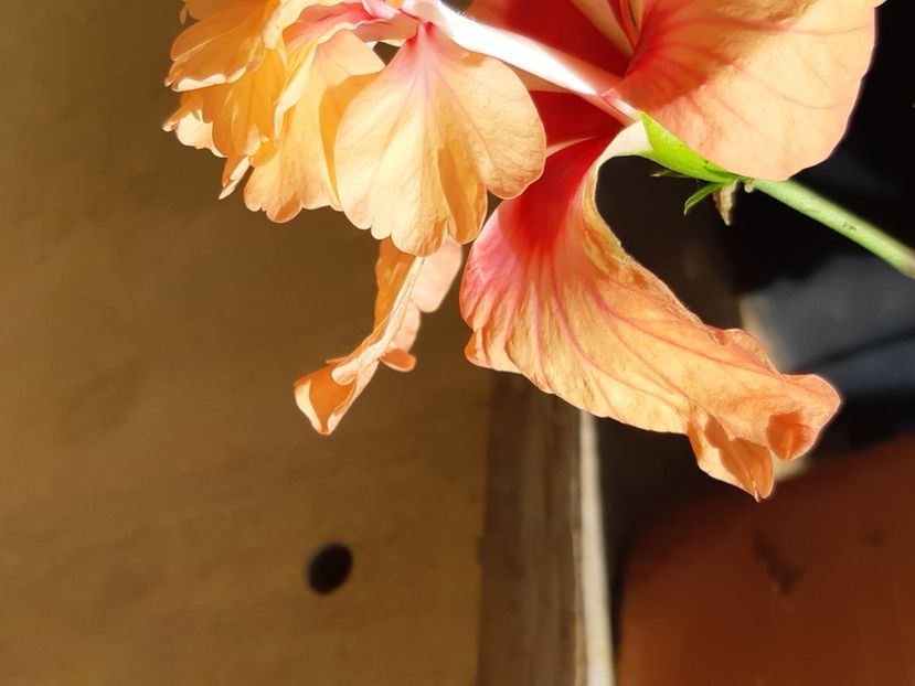  - El capitolo oringe