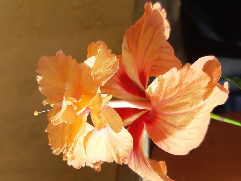  - El capitolo oringe