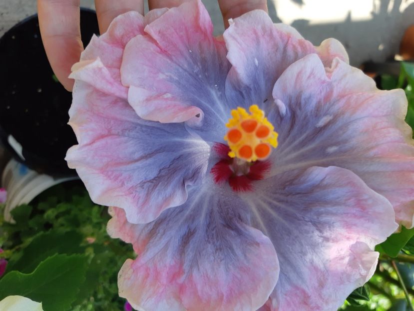  - Y Moorea Boondah burst