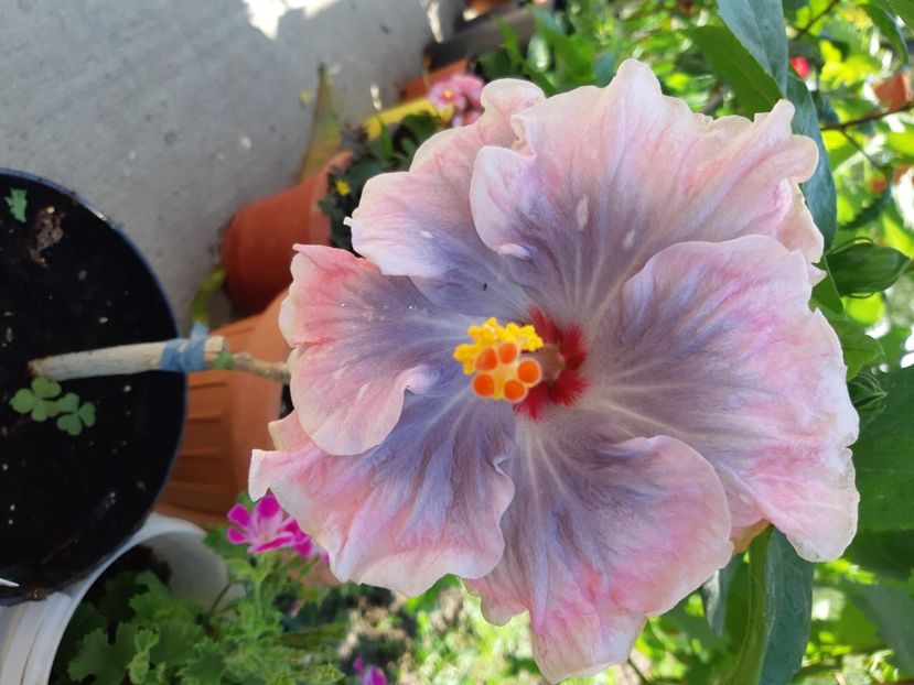  - Y Moorea Boondah burst