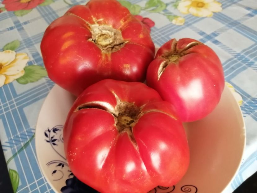  - Gradina cu legume-2017-acasa recolte 2018 - 2023