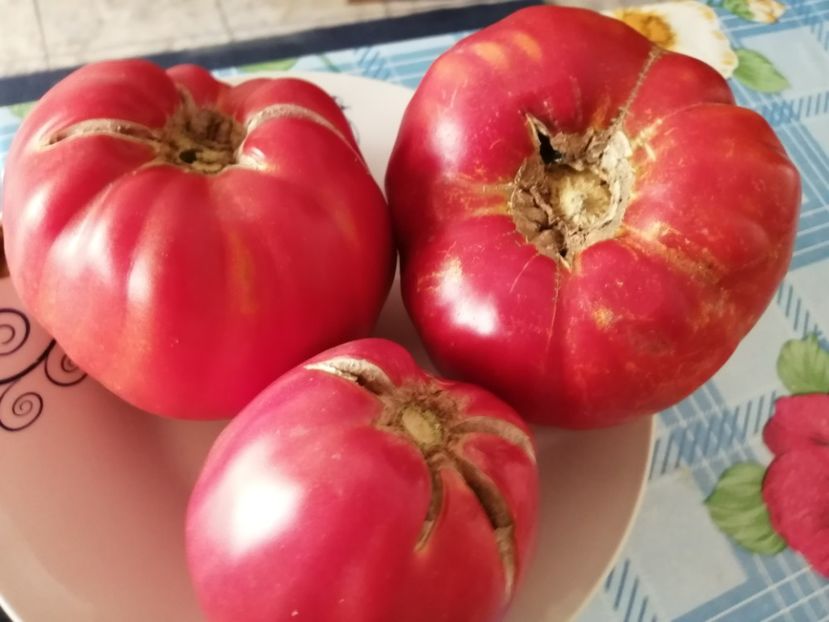  - Gradina cu legume-2017-acasa recolte 2018 - 2023