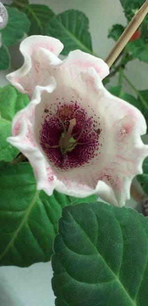 117597340_3168782126536501_4148820087050892671_o - Gloxinia 2020