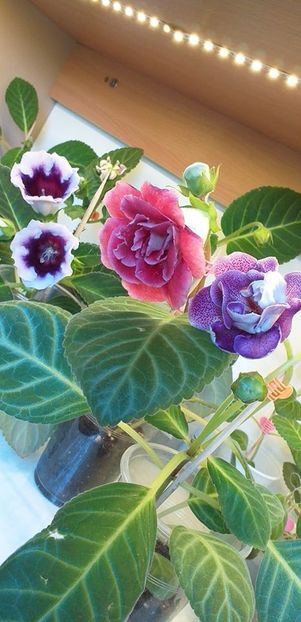 117653876_3168810003200380_8479221775610908898_o - Gloxinia 2020