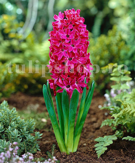 Bulbi Zambile Jan Boss (Hyacinthus) - Bulbi Flori Toamna 2020