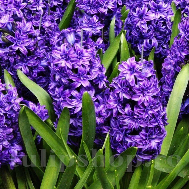 Bulbi Zambile Lili Purple (Hyacinthus) - Bulbi Flori Toamna 2020