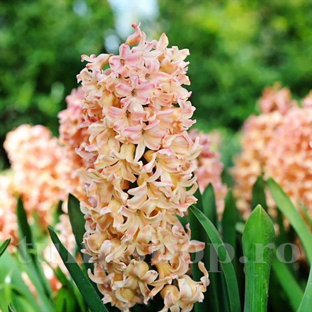 Bulbi Zambile Odysseus (Hyacinthus) - Bulbi Flori Toamna 2020