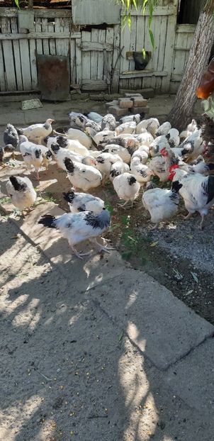  - Pui sussex si playmout rock barat 2020