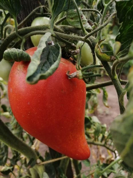  - Gradina cu legume-2017-acasa recolte 2018 - 2023