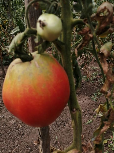  - Gradina cu legume-2017-acasa recolte 2018 - 2023