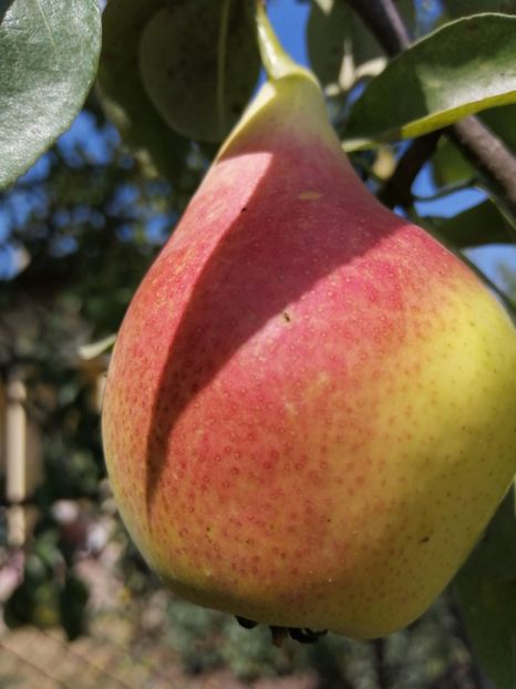  - Gradina cu legume-2017-acasa recolte 2018 - 2023