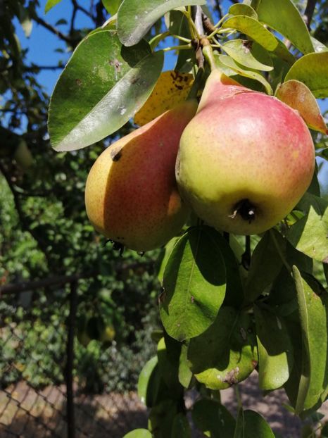  - Gradina cu legume-2017-acasa recolte 2018 - 2023