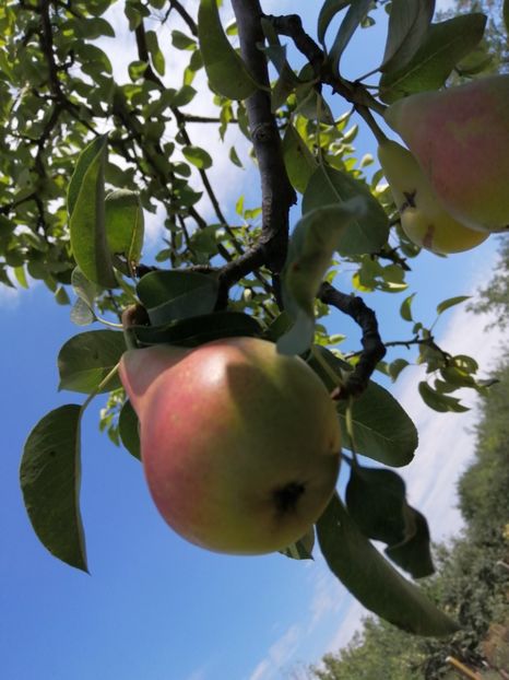  - Gradina cu legume-2017-acasa recolte 2018 - 2023