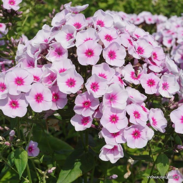 Swizzle - Caut Phlox