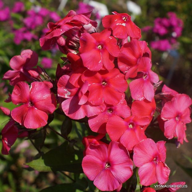 Brigadier - Caut Phlox