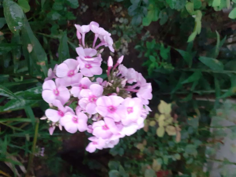  - 0 Phlox