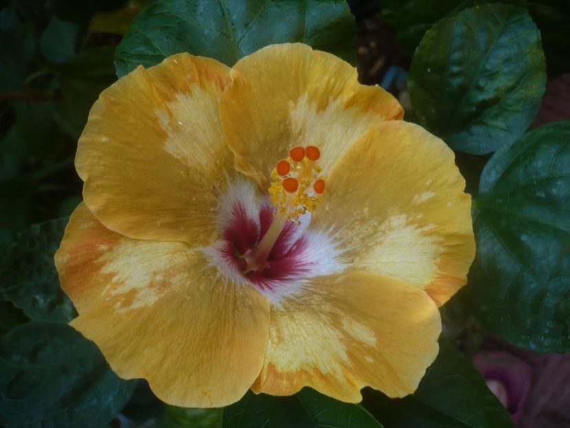 P1450509 - HIBISCUSI 2020-2