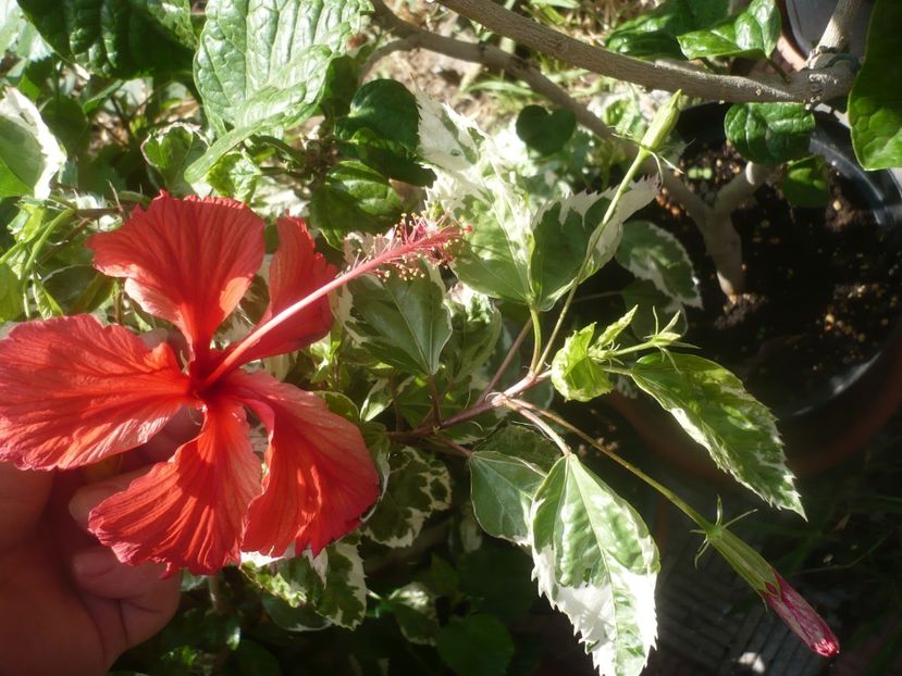 P1450510 - HIBISCUSI 2020-2