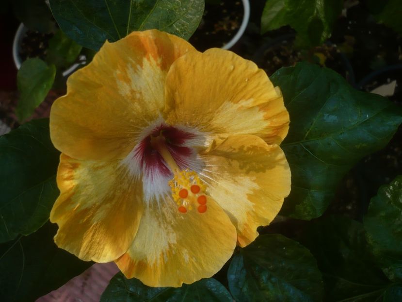 P1450511 - HIBISCUSI 2020-2