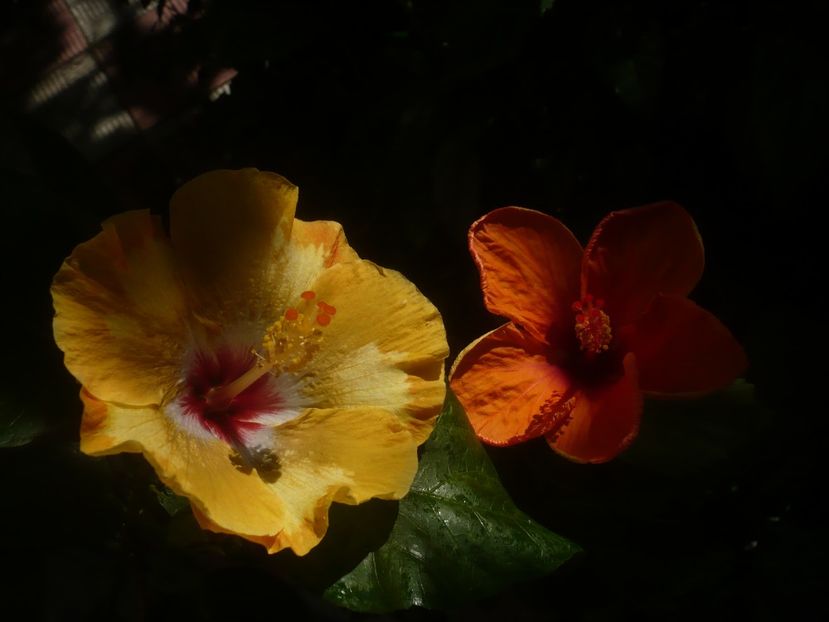 P1450512 - HIBISCUSI 2020-2