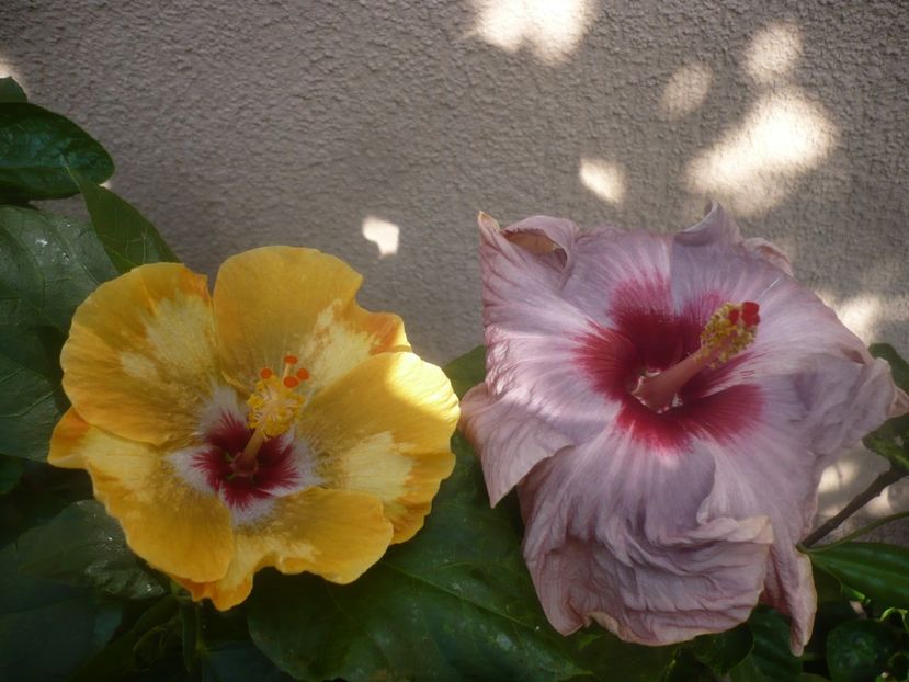 P1450513 - HIBISCUSI 2020-2