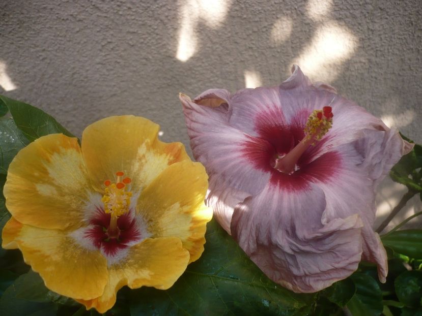 P1450514 - HIBISCUSI 2020-2