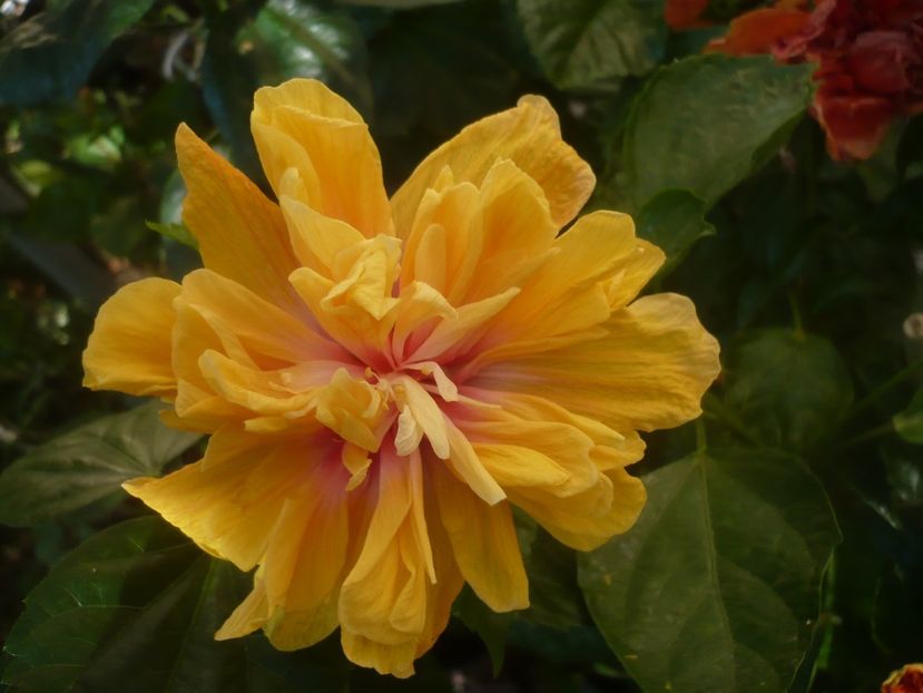 P1450518 - HIBISCUSI 2020-2