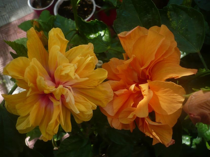 P1450519 - HIBISCUSI 2020-2