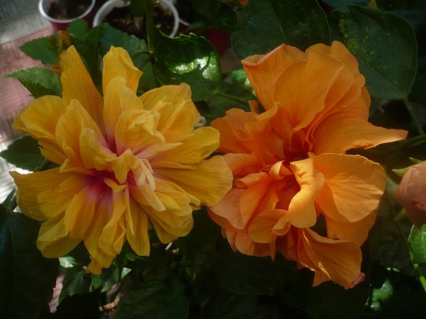 P1450520 - HIBISCUSI 2020-2