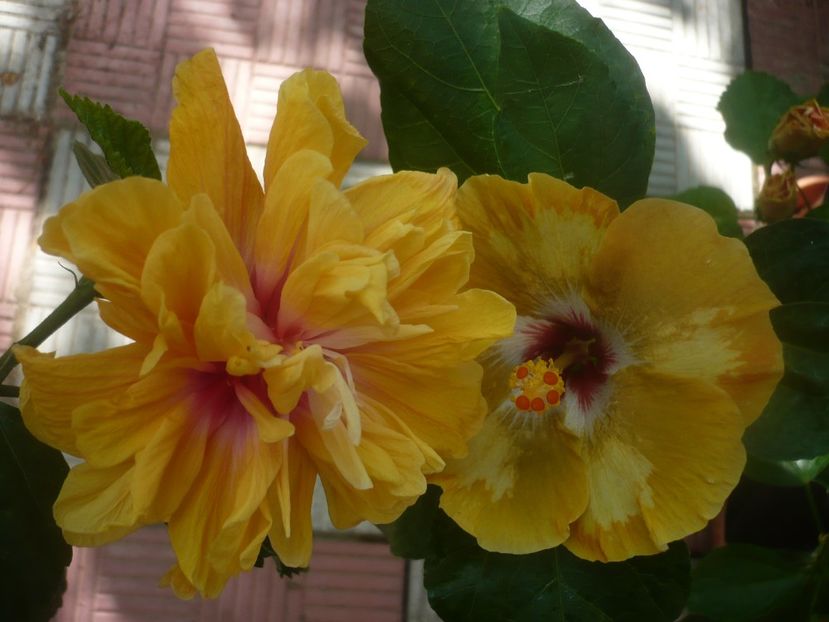 P1450521 - HIBISCUSI 2020-2