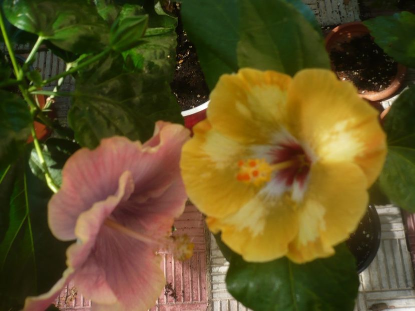 P1450522 - HIBISCUSI 2020-2