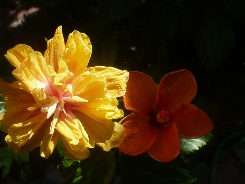 P1450529 - HIBISCUSI 2020-2