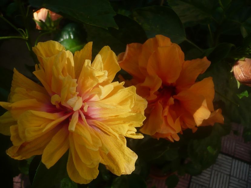 P1450530 - HIBISCUSI 2020-2