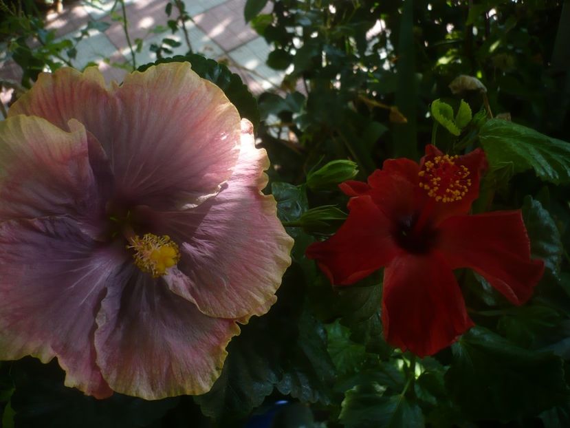 P1450517 - Purple Pashmina