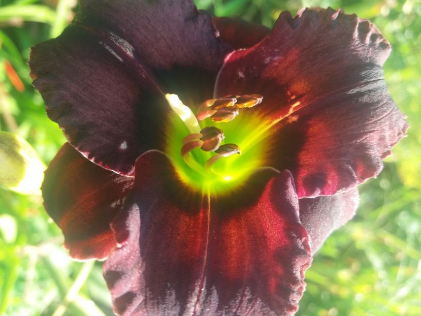  - Hemerocalisii infloriti in 2020