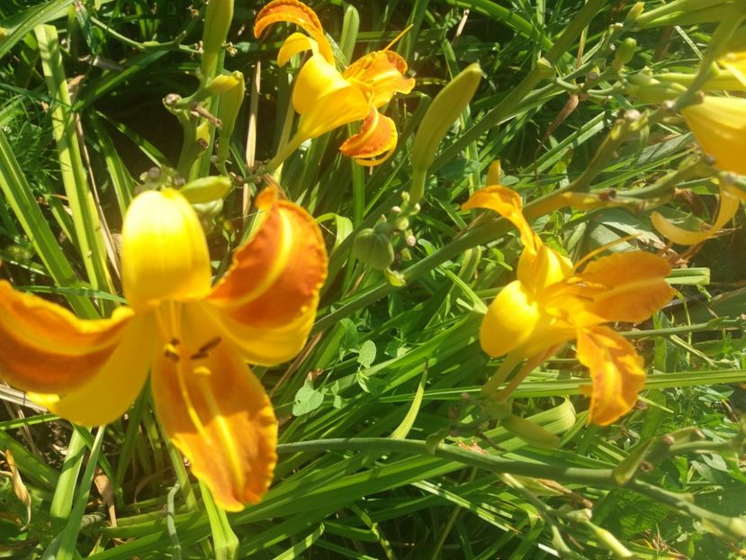  - Hemerocalisii infloriti in 2020
