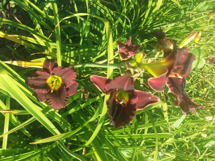 - Hemerocalisii infloriti in 2020