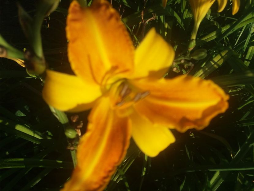  - Hemerocalisii infloriti in 2020