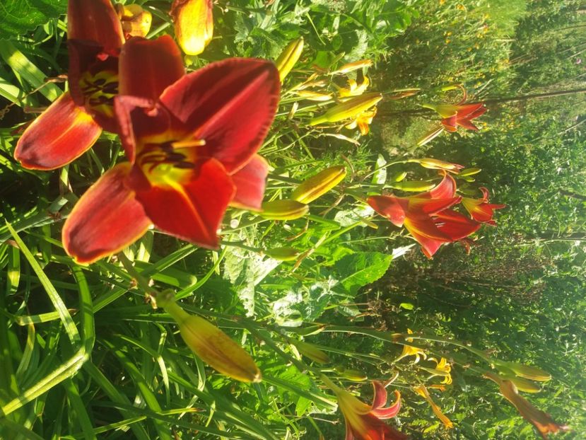  - Hemerocalisii infloriti in 2020