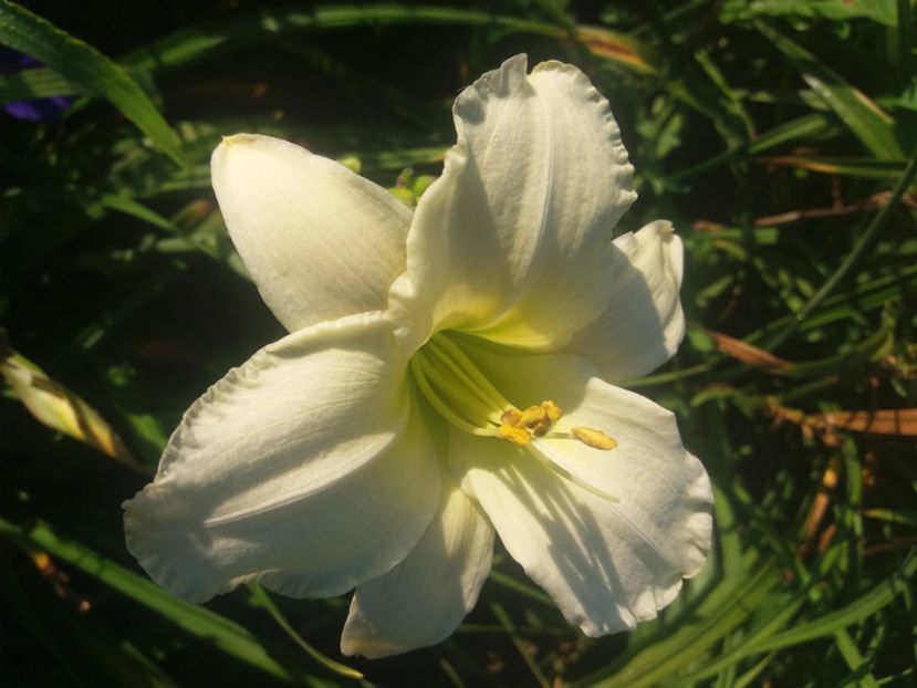  - Hemerocalisii infloriti in 2020