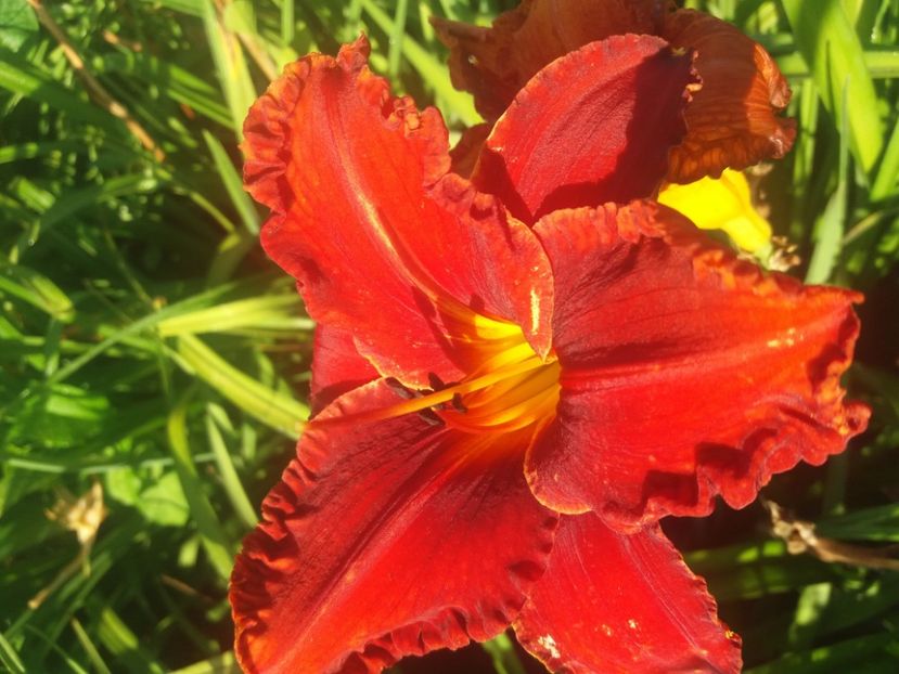  - Hemerocalisii infloriti in 2020