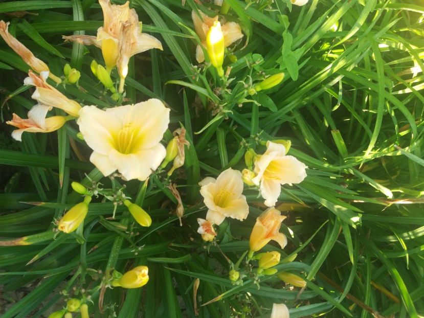  - Hemerocalisii infloriti in 2020