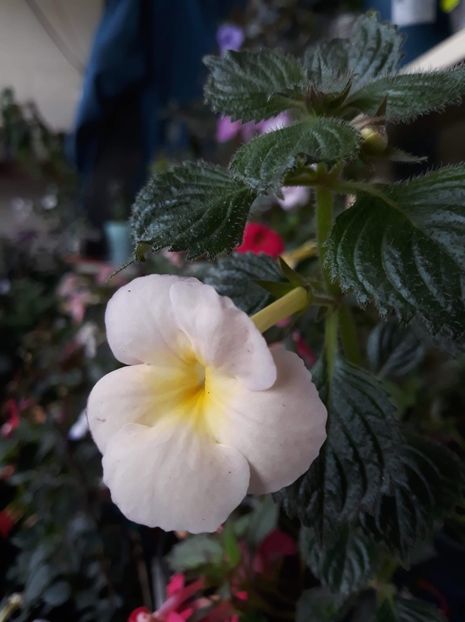  - R20 - BRID s HELENA