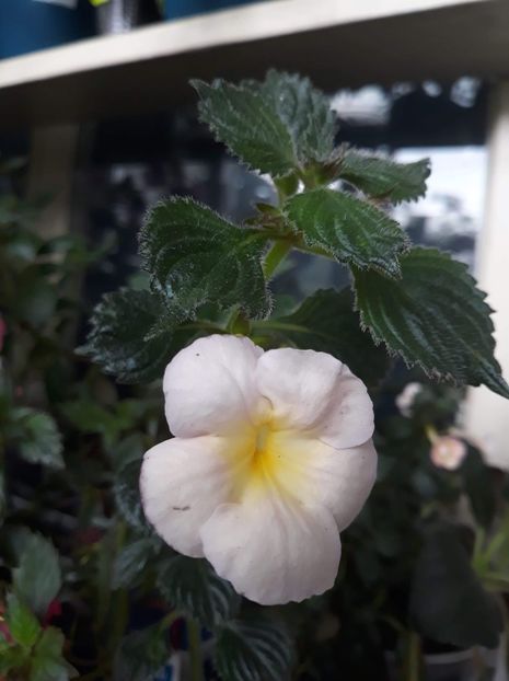  - R20 - BRID s HELENA