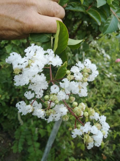 alba-Acoma - arbori ornamentali 2020