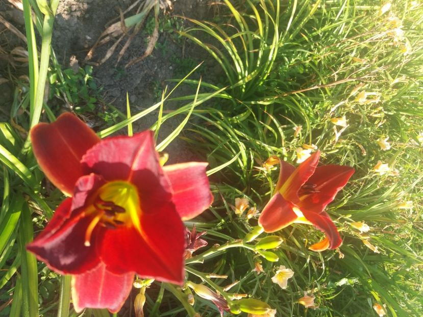  - Hemerocalisii infloriti in 2020