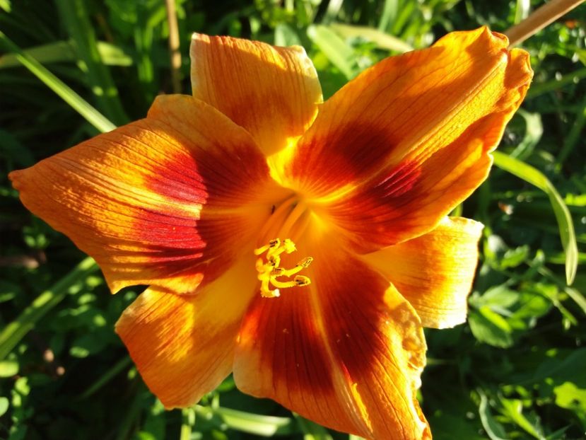  - Hemerocalisii infloriti in 2020