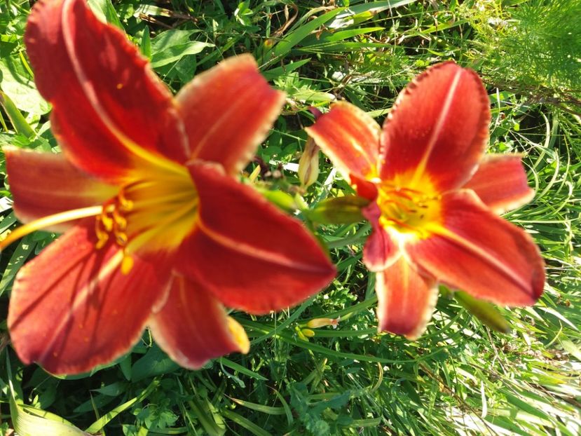  - Hemerocalisii infloriti in 2020