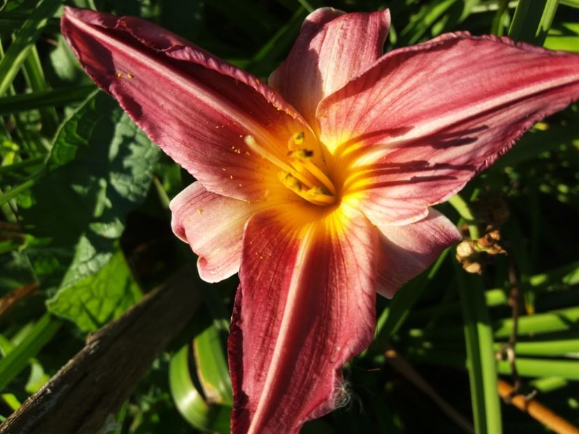  - Hemerocalisii infloriti in 2020