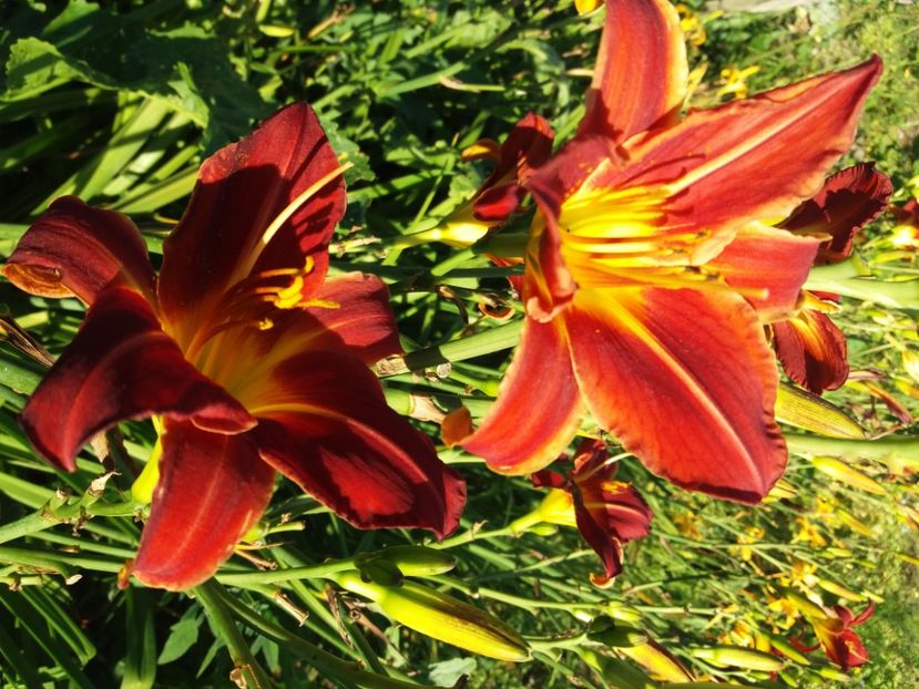  - Hemerocalisii infloriti in 2020